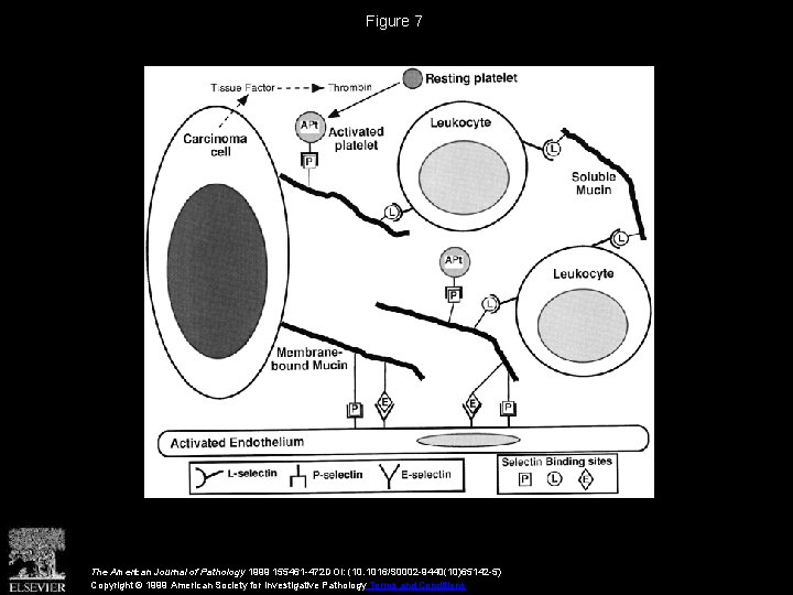 Figure 7 The American Journal of Pathology 1999 155461 -472 DOI: (10. 1016/S 0002