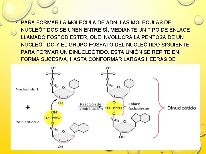  • PARA FORMAR LA MOLÉCULA DE ADN, LAS MOLÉCULAS DE NUCLEÓTIDOS SE UNEN