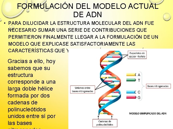 FORMULACIÓN DEL MODELO ACTUAL DE ADN • PARA DILUCIDAR LA ESTRUCTURA MOLECULAR DEL ADN
