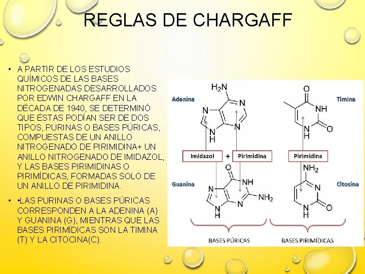 REGLAS DE CHARGAFF • A PARTIR DE LOS ESTUDIOS QUÍMICOS DE LAS BASES NITROGENADAS