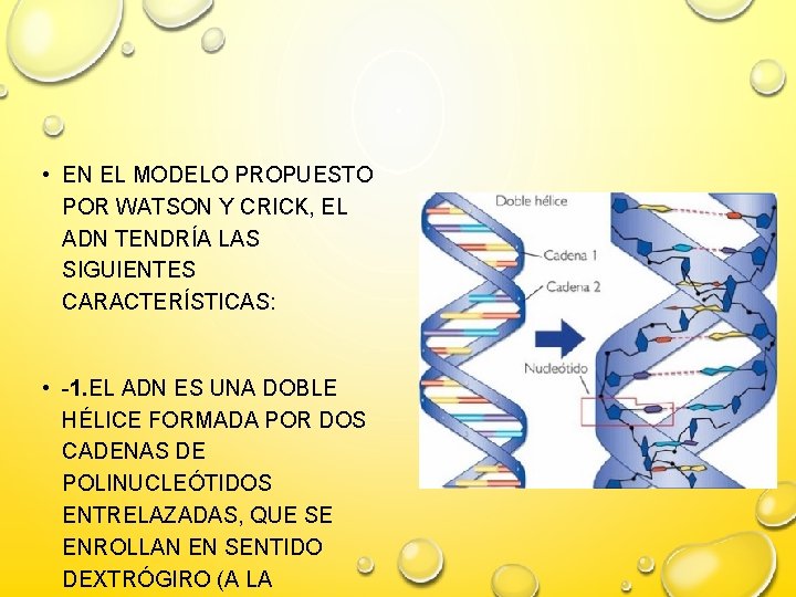  • EN EL MODELO PROPUESTO POR WATSON Y CRICK, EL ADN TENDRÍA LAS