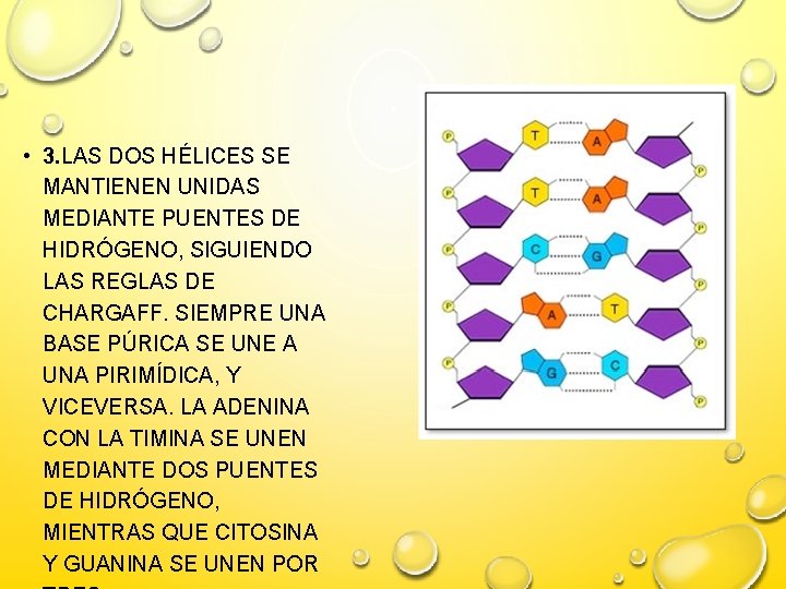  • 3. LAS DOS HÉLICES SE MANTIENEN UNIDAS MEDIANTE PUENTES DE HIDRÓGENO, SIGUIENDO