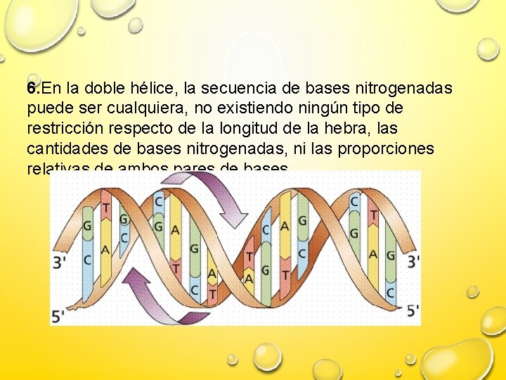 6. En la doble hélice, la secuencia de bases nitrogenadas puede ser cualquiera, no