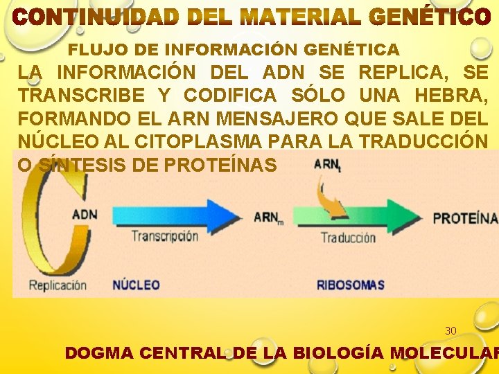 FLUJO DE INFORMACIÓN GENÉTICA LA INFORMACIÓN DEL ADN SE REPLICA, SE TRANSCRIBE Y CODIFICA