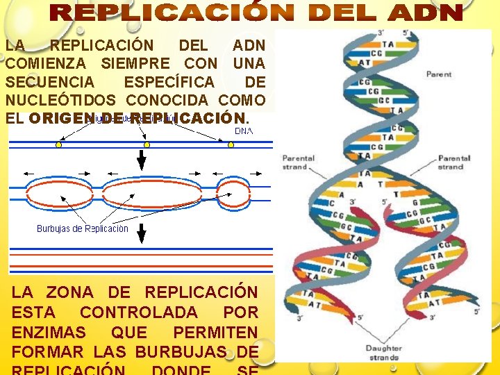 LA REPLICACIÓN DEL ADN COMIENZA SIEMPRE CON UNA SECUENCIA ESPECÍFICA DE NUCLEÓTIDOS CONOCIDA COMO