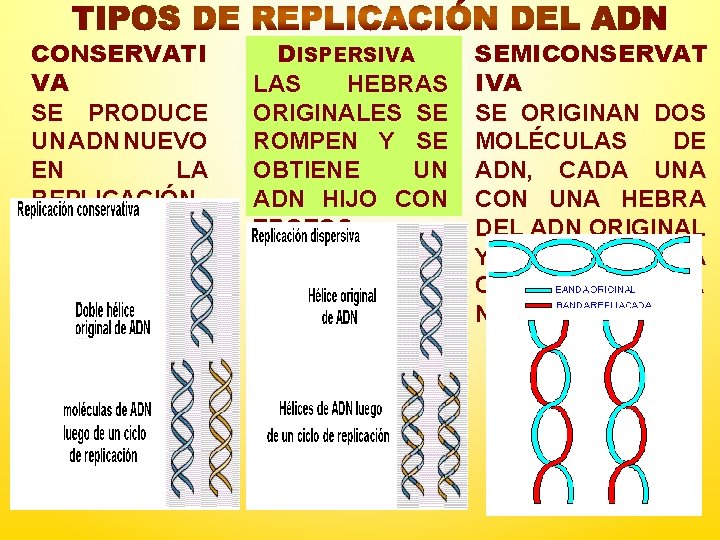 CONSERVATI VA SE PRODUCE UN ADN NUEVO EN LA REPLICACIÓN Mabel S. DISPERSIVA LAS