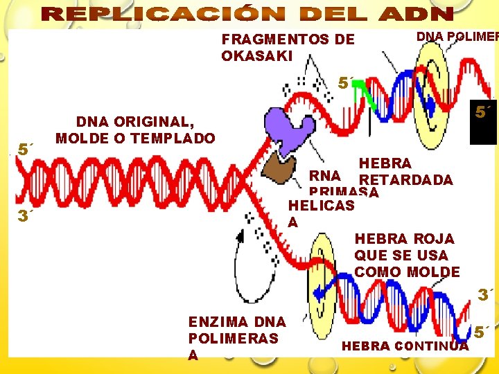 FRAGMENTOS DE OKASAKI DNA POLIMER 5´ 5´ 5´ DNA ORIGINAL, MOLDE O TEMPLADO HEBRA