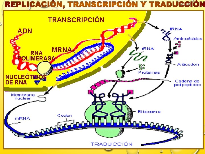TRANSCRIPCIÓN ADN MRNA POLIMERASA NUCLEÓTIDOS DE RNA Mabel S. 07/06/2021 39 