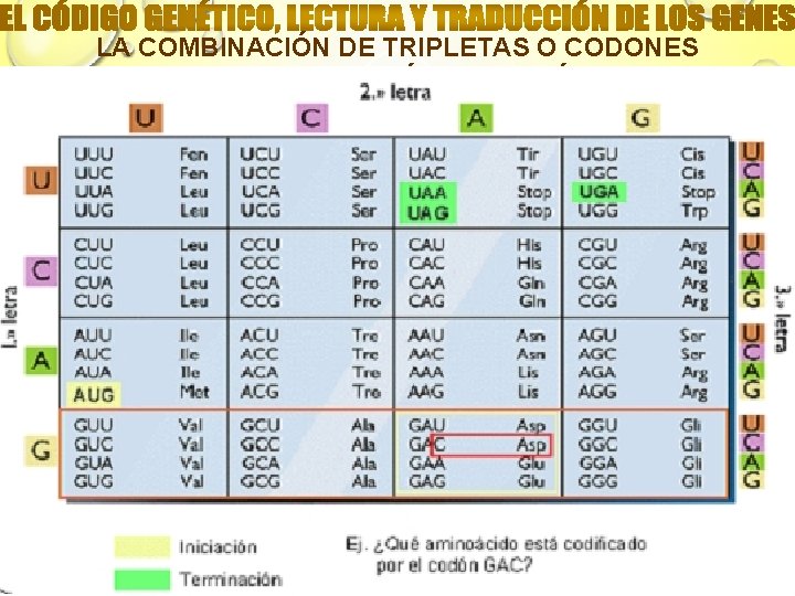 LA COMBINACIÓN DE TRIPLETAS O CODONES CONSTITUYE EL CÓDIGO GENÉTICO Mabel S. 07/06/2021 40