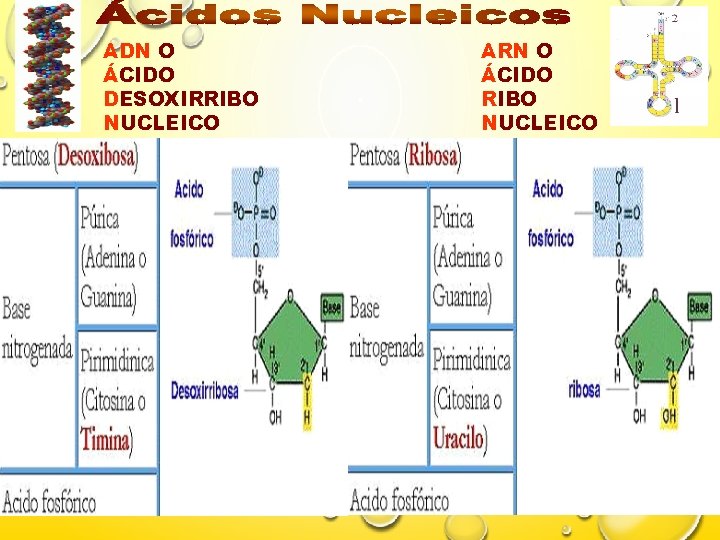 ADN O ÁCIDO DESOXIRRIBO NUCLEICO Mabel S. ARN O ÁCIDO RIBO NUCLEICO 07/06/2021 41