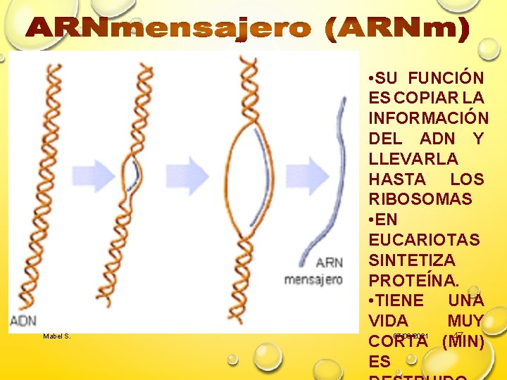 Mabel S. • SU FUNCIÓN ES COPIAR LA INFORMACIÓN DEL ADN Y LLEVARLA HASTA