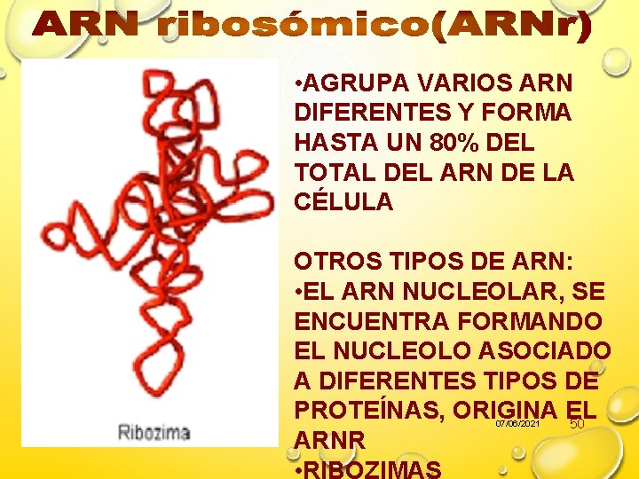  • AGRUPA VARIOS ARN DIFERENTES Y FORMA HASTA UN 80% DEL TOTAL DEL