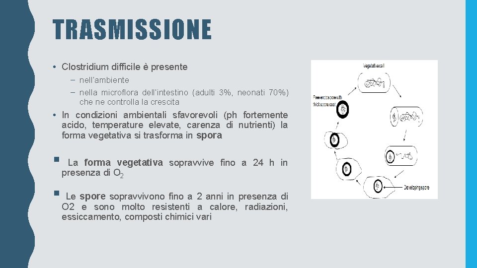 TRASMISSIONE • Clostridium difficile è presente – nell’ambiente – nella microflora dell’intestino (adulti 3%,