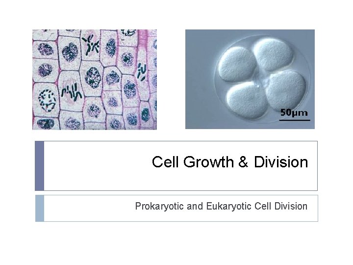 Cell Growth & Division Prokaryotic and Eukaryotic Cell Division 