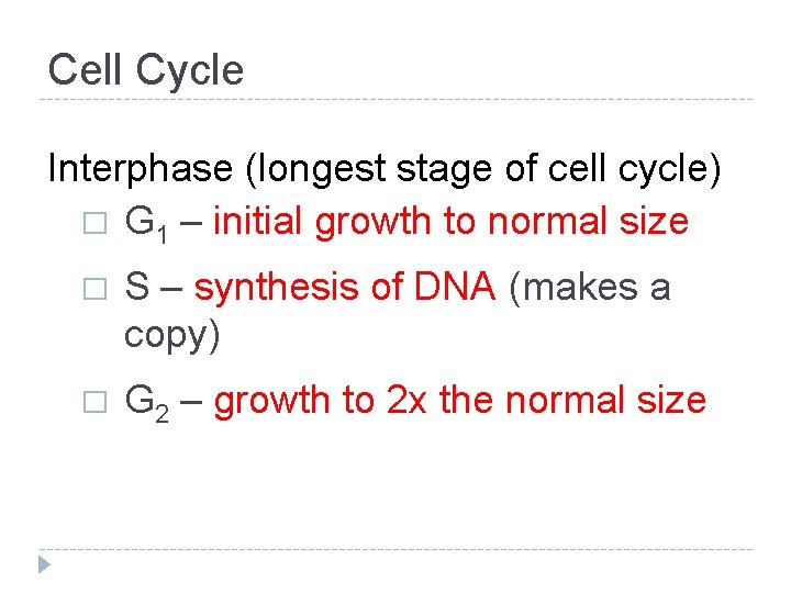 Cell Cycle Interphase (longest stage of cell cycle) � G 1 – initial growth