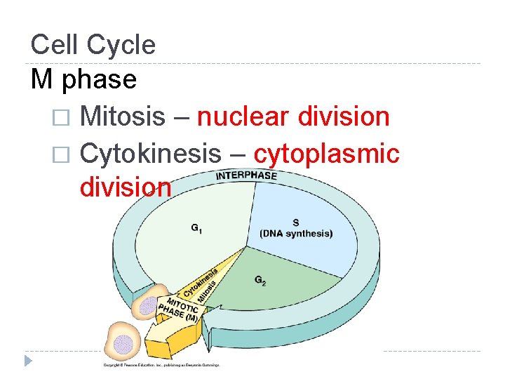 Cell Cycle M phase � Mitosis – nuclear division � Cytokinesis – cytoplasmic division