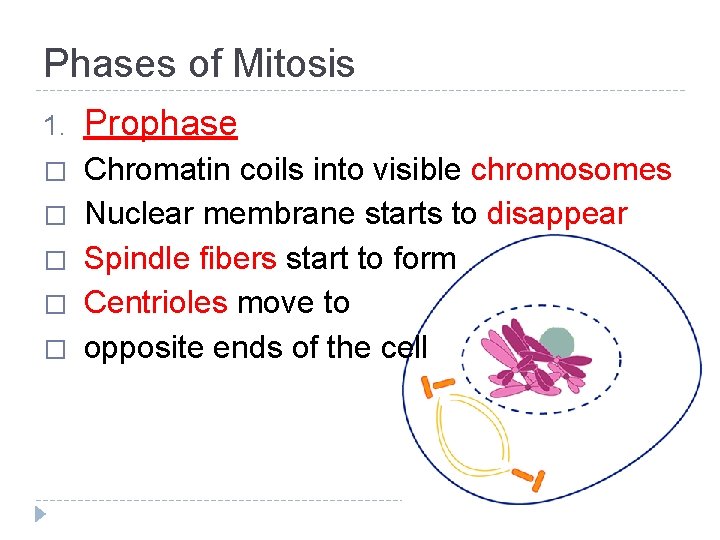 Phases of Mitosis 1. Prophase � Chromatin coils into visible chromosomes Nuclear membrane starts