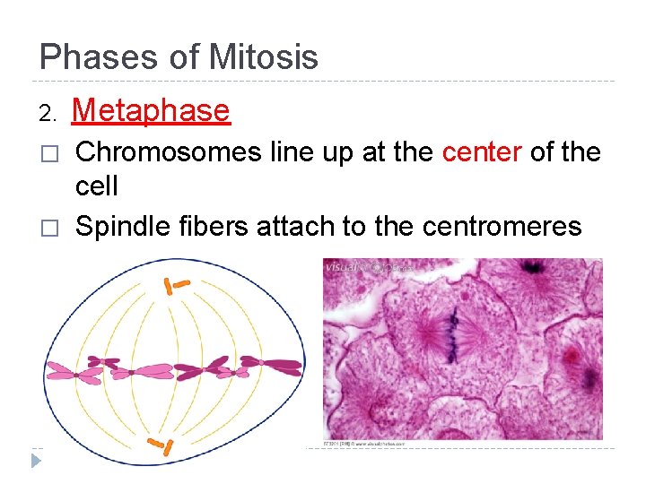 Phases of Mitosis 2. Metaphase � Chromosomes line up at the center of the