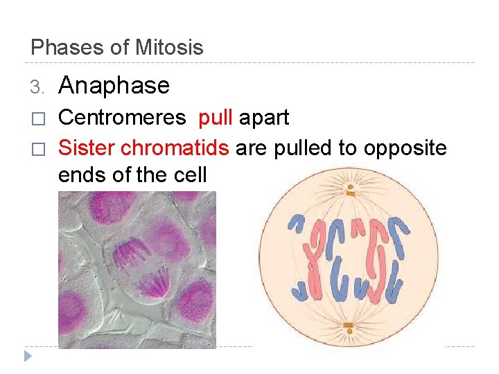 Phases of Mitosis 3. Anaphase � Centromeres pull apart Sister chromatids are pulled to