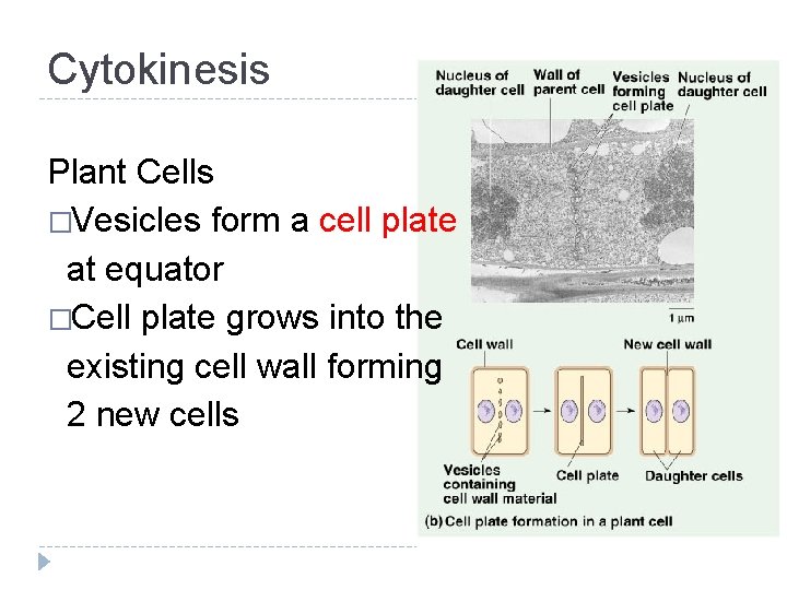 Cytokinesis Plant Cells �Vesicles form a cell plate at equator �Cell plate grows into