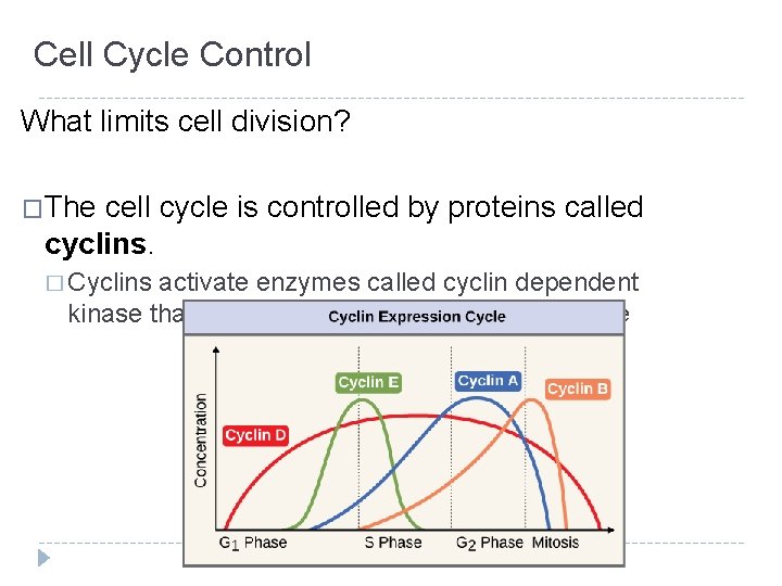 Cell Cycle Control What limits cell division? �The cell cycle is controlled by proteins