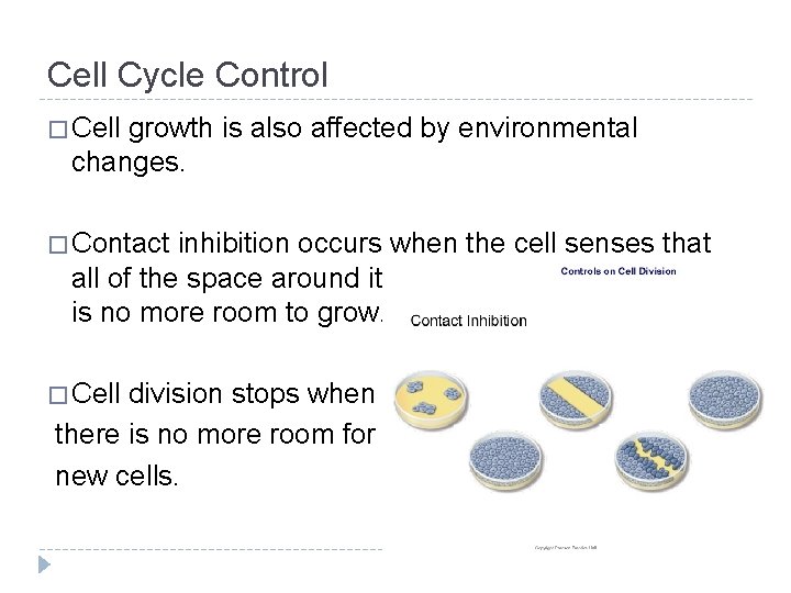 Cell Cycle Control � Cell growth is also affected by environmental changes. � Contact