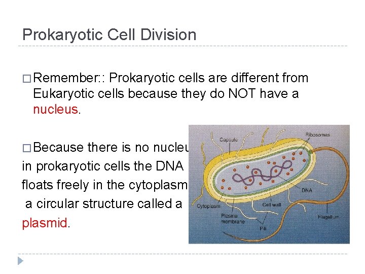 Prokaryotic Cell Division � Remember: : Prokaryotic cells are different from Eukaryotic cells because