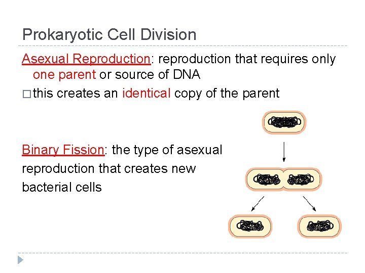 Prokaryotic Cell Division Asexual Reproduction: reproduction that requires only one parent or source of