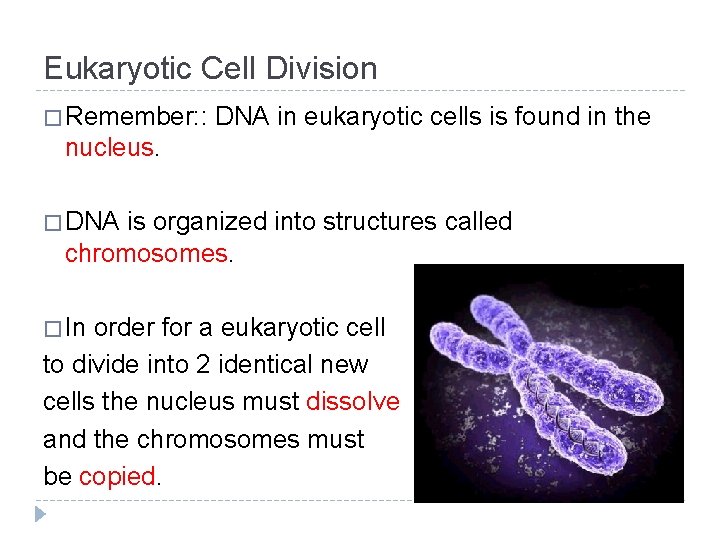 Eukaryotic Cell Division � Remember: : DNA in eukaryotic cells is found in the