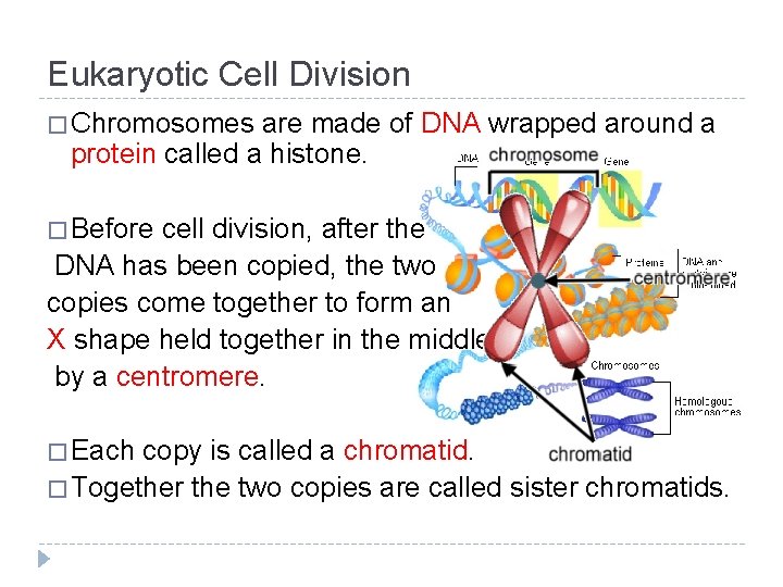 Eukaryotic Cell Division � Chromosomes are made of DNA wrapped around a protein called