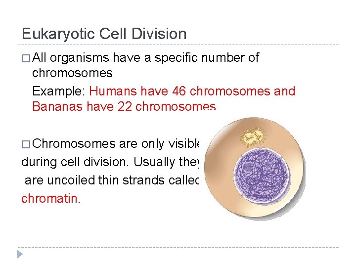 Eukaryotic Cell Division � All organisms have a specific number of chromosomes Example: Humans