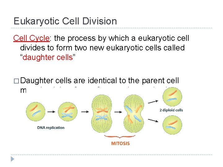 Eukaryotic Cell Division Cell Cycle: the process by which a eukaryotic cell divides to