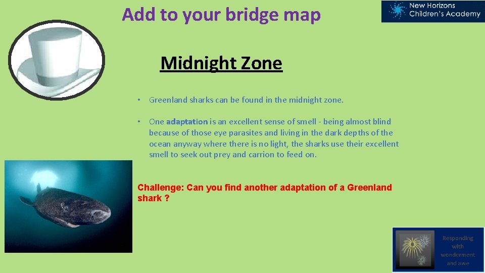 Add to your bridge map Midnight Zone • Greenland sharks can be found in