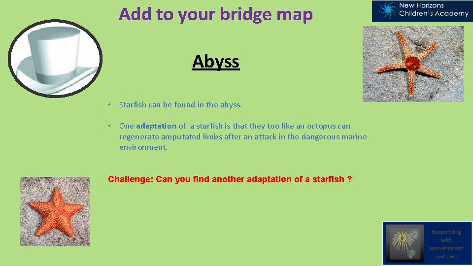 Add to your bridge map Abyss • Starfish can be found in the abyss.