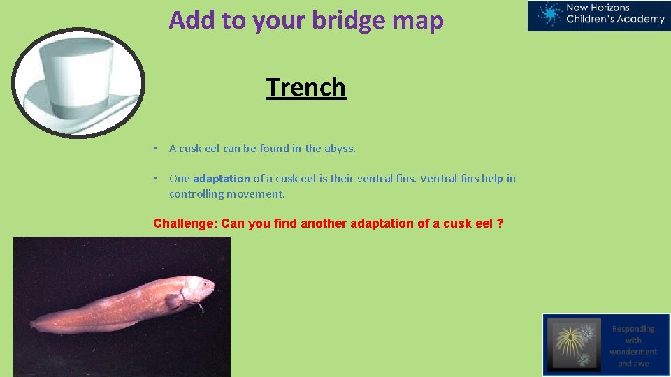 Add to your bridge map Trench • A cusk eel can be found in