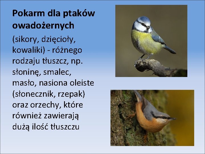 Pokarm dla ptaków owadożernych (sikory, dzięcioły, kowaliki) - różnego rodzaju tłuszcz, np. słoninę, smalec,