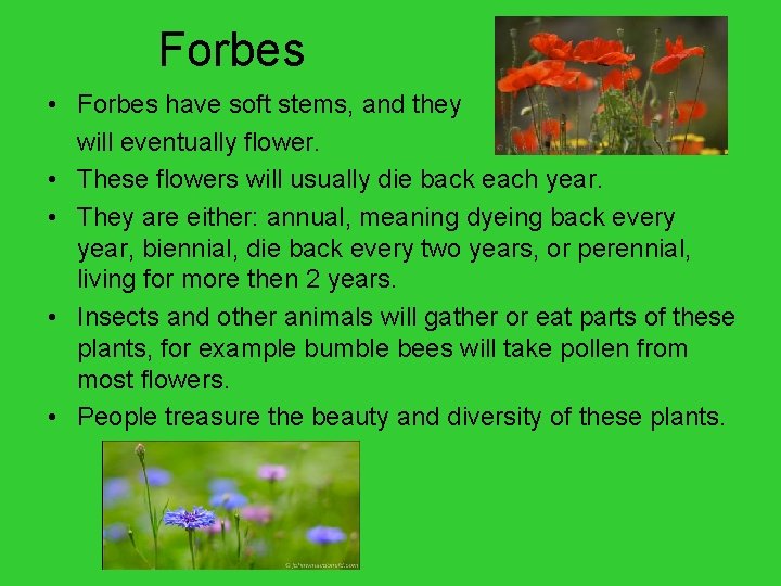 Forbs Vegetation By Namaste Leister Types of Vegetation There