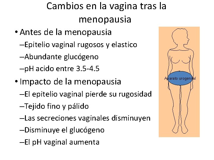 Cambios en la vagina tras la menopausia • Antes de la menopausia –Epitelio vaginal