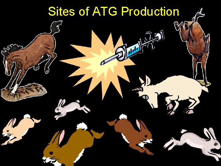 Sites of ATG Production 24 