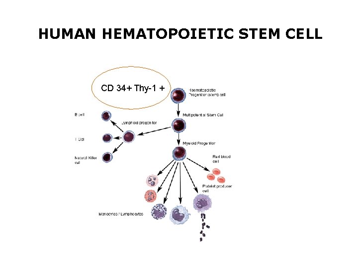 HUMAN HEMATOPOIETIC STEM CELL CD 34+ Thy-1 + 