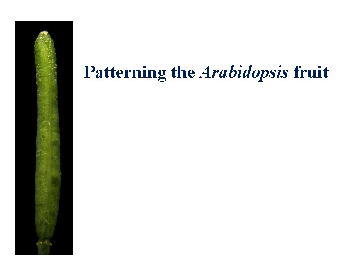 Patterning the Arabidopsis fruit 