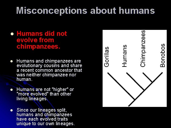 Misconceptions about humans l Humans did not evolve from chimpanzees. l Humans and chimpanzees