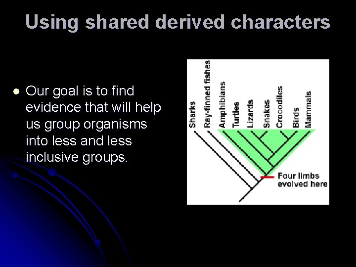 Using shared derived characters l Our goal is to find evidence that will help