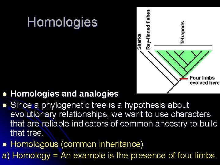 Homologies and analogies l Since a phylogenetic tree is a hypothesis about evolutionary relationships,