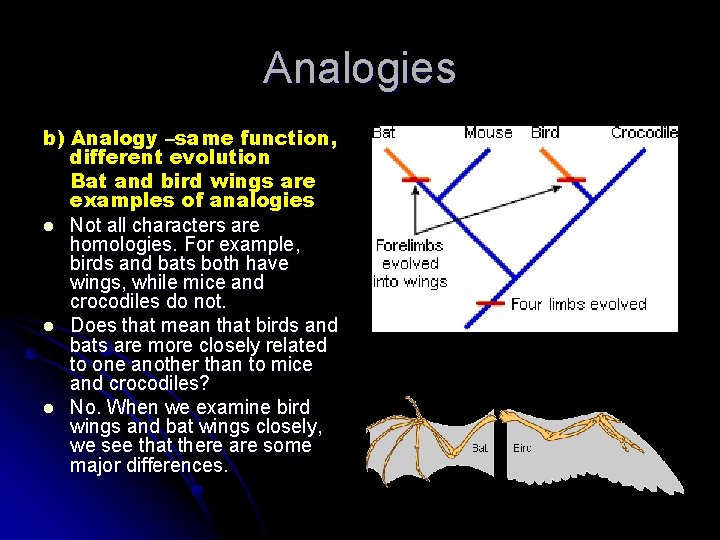 Analogies b) Analogy –same function, different evolution Bat and bird wings are examples of