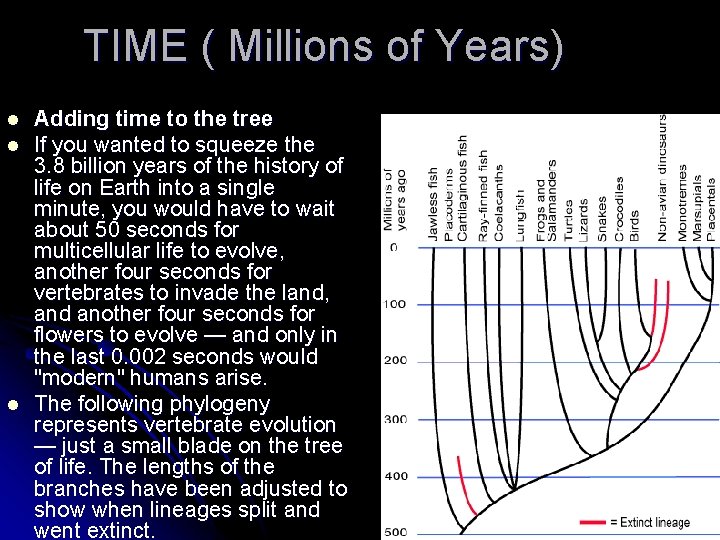 TIME ( Millions of Years) l l l Adding time to the tree If