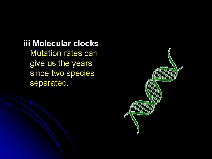 iii Molecular clocks Mutation rates can give us the years since two species separated.