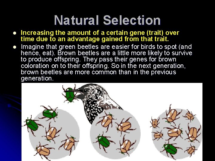 Natural Selection l l Increasing the amount of a certain gene (trait) over time