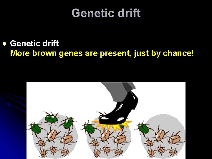 Genetic drift l Genetic drift More brown genes are present, just by chance! 