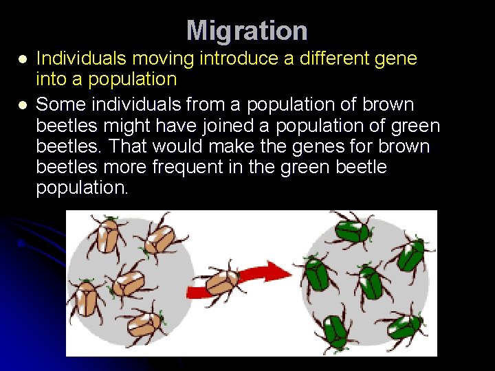 Migration l l Individuals moving introduce a different gene into a population Some individuals